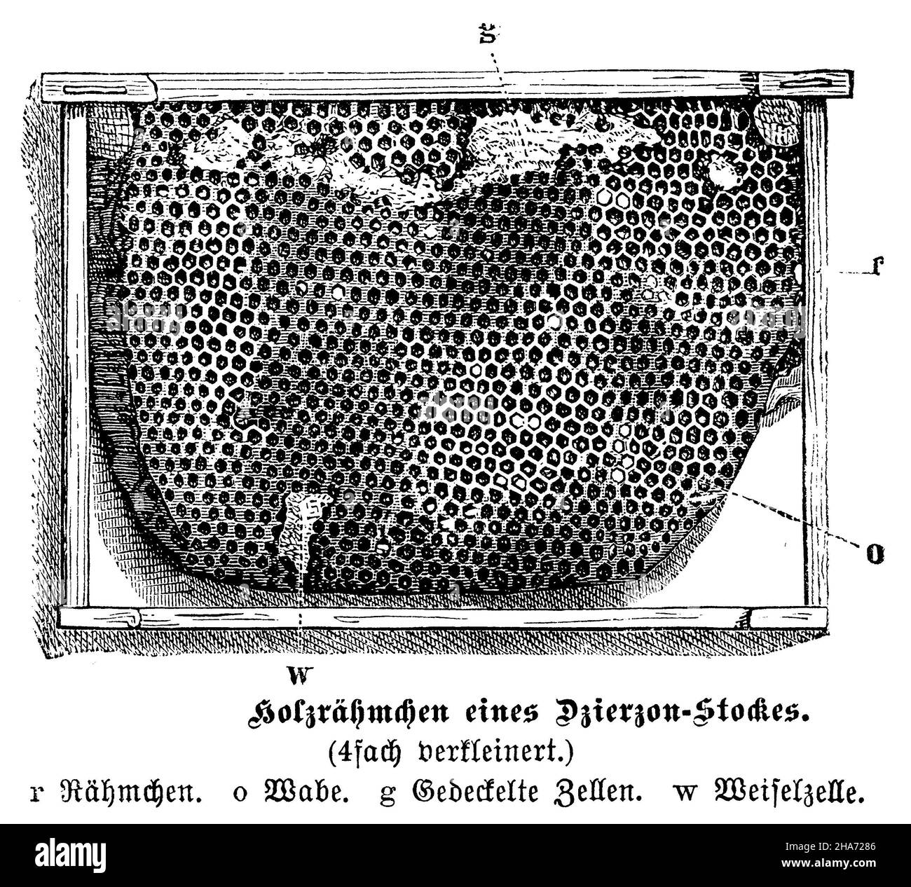 Honey bee: honeycomb, wooden frame of a Dzierzon hive, , anonym (zoology book, 1899) Stock Photo