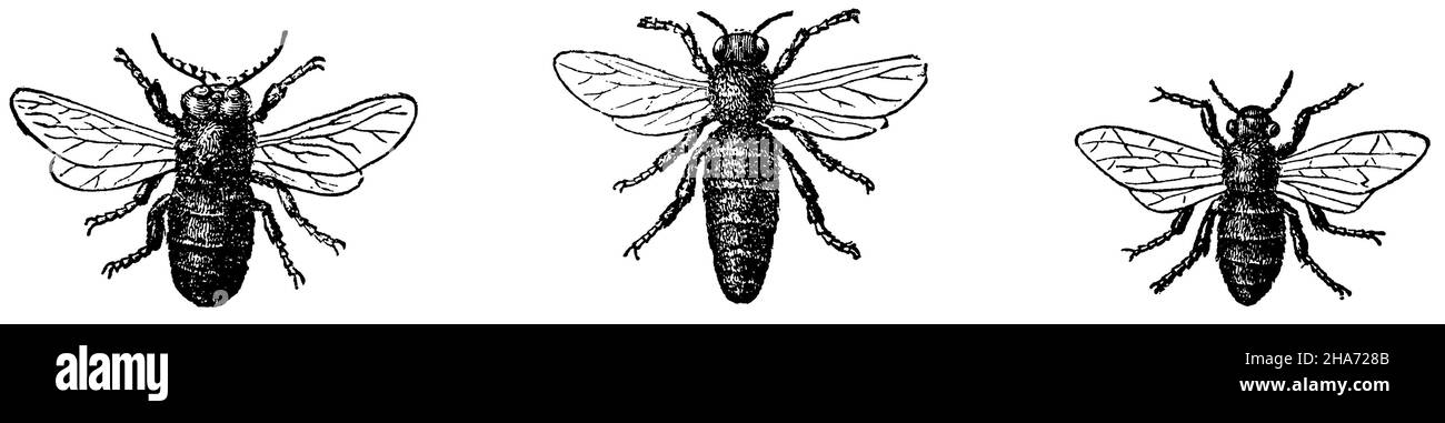 Italian bee: drone, queen bee, worker bee, , anonym (zoology book, 1877) Stock Photo