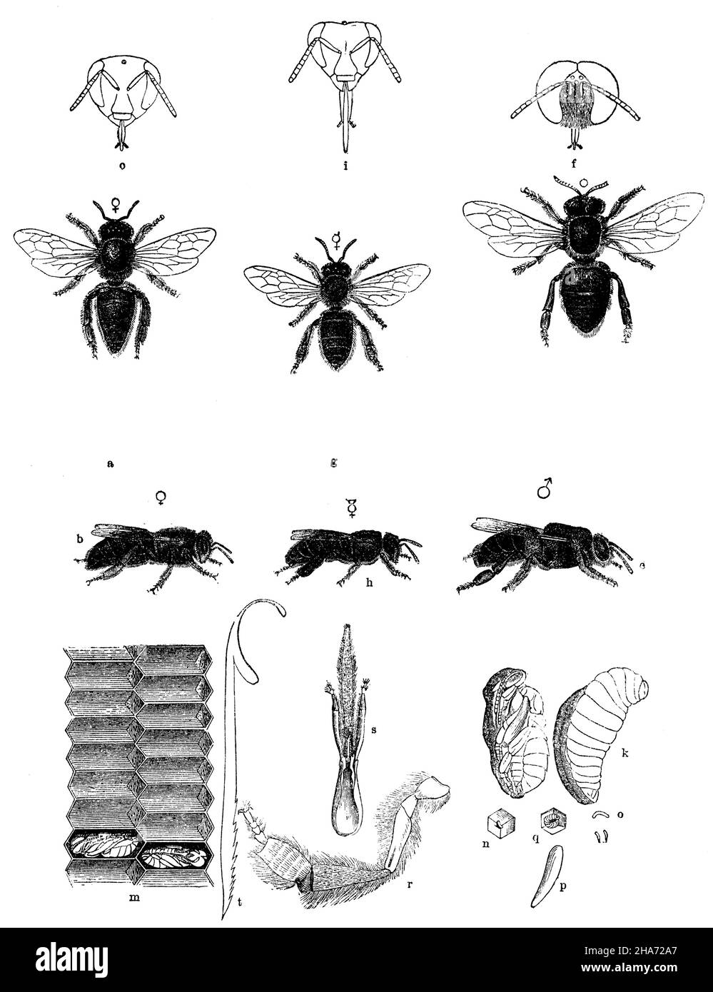 Honey bee. a, b) female, c) head, d, e) male, f) head, g, h) asexual bee, i) head, k) larva, l) pupa, m) cells cut through, pupae in two cells, n) bottom of a cell with the egg, o) eggs, p) egg greatly enlarged, q) bottom of cell with a young larva, r) hind leg of a worker, s) lower lip (tongue, palpi, hollowed chin) t)stinger, ,  (zoology book, 1872) Stock Photo