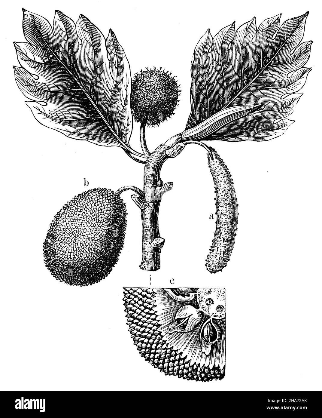 breadfruit , Artocarpus altilis Syn. Artocarpus communis, Artocarpus incisus,  (anthropology book, 1894) Stock Photo