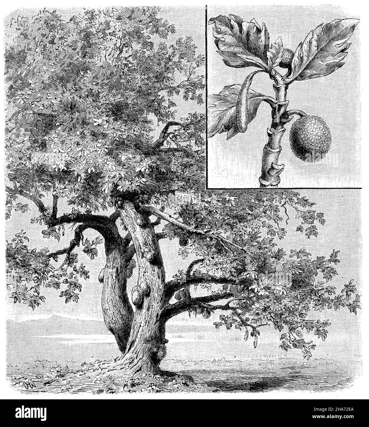 breadfruit , Artocarpus altilis Syn. Artocarpus communis, Artocarpus incisus, O[laf] W[inkler] (geography book, 1897) Stock Photo