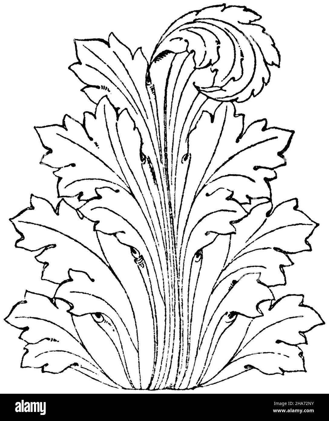 Acanthus leaf Schematically drawn acanthus leaf, as it was often used