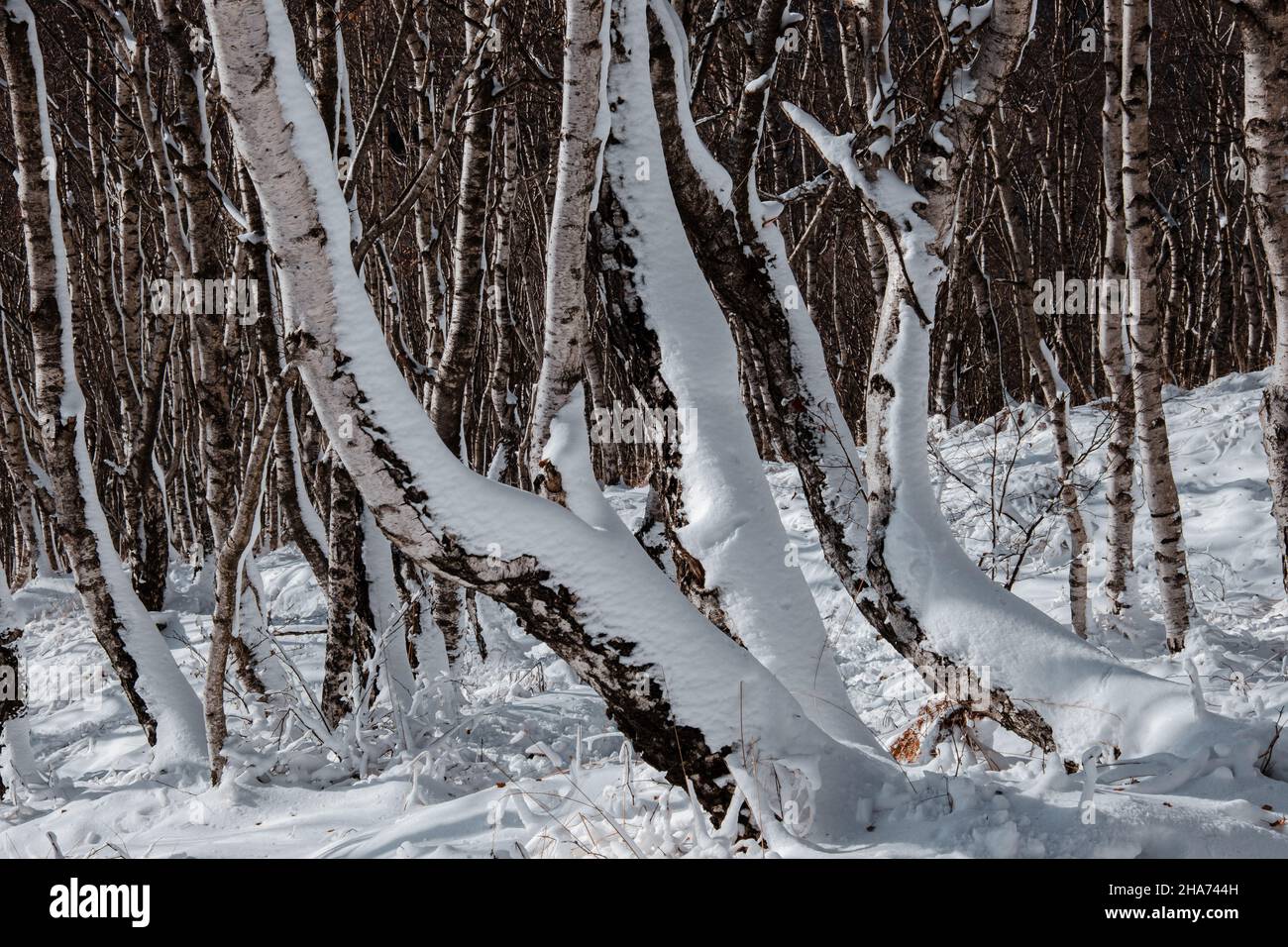 Birch forest in winter covered with fresh snow Stock Photo