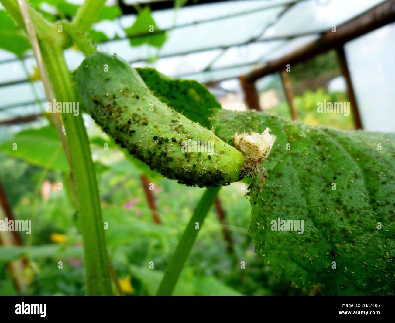 Insect pests, aphids, on the leaves and fruits of plants. Cucumber attacked by harmful insects Stock Photo