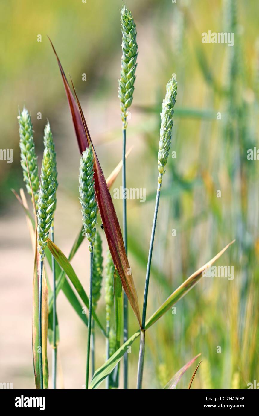 Barley yellow dwarf (BYD) is a plant disease caused by the barley yellow dwarf virus (BYDV). Symptoms - red leaves on wheat. Stock Photo