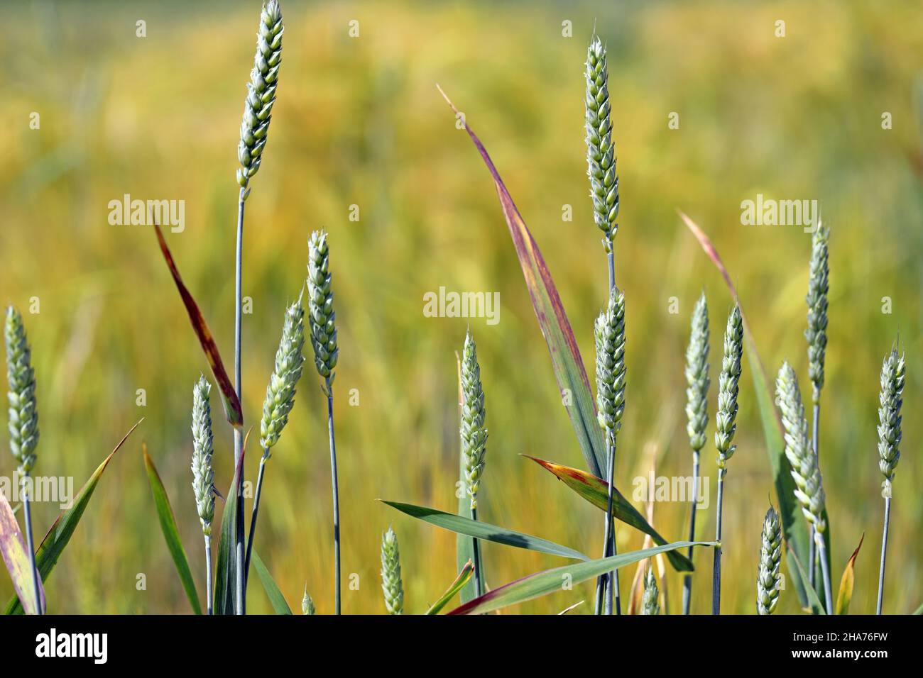 Barley yellow dwarf (BYD) is a plant disease caused by the barley yellow dwarf virus (BYDV). Symptoms - red leaves on wheat. Stock Photo