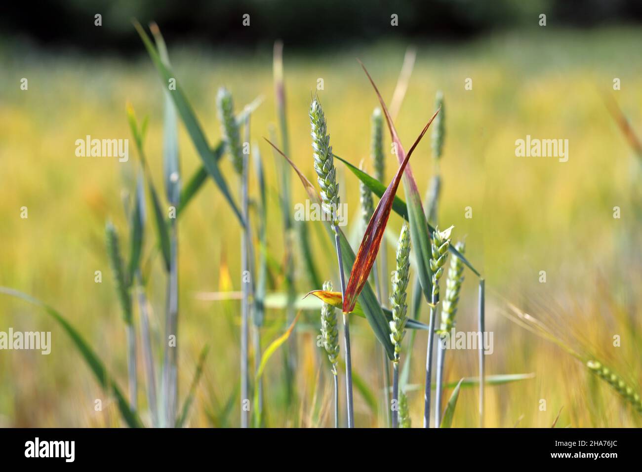 Barley yellow dwarf (BYD) is a plant disease caused by the barley yellow dwarf virus (BYDV). Symptoms - red leaves on wheat. Stock Photo