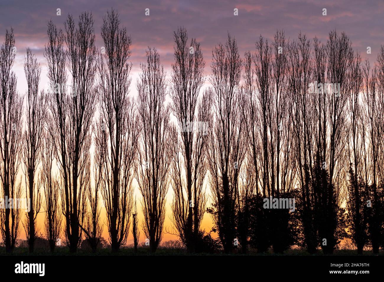 Twilight and dawn sky behind a row of leafless poplar trees in the early morning at day break. Faint yellow sky with grey clouds above that underlit by touches of purple. Winter. Stock Photo