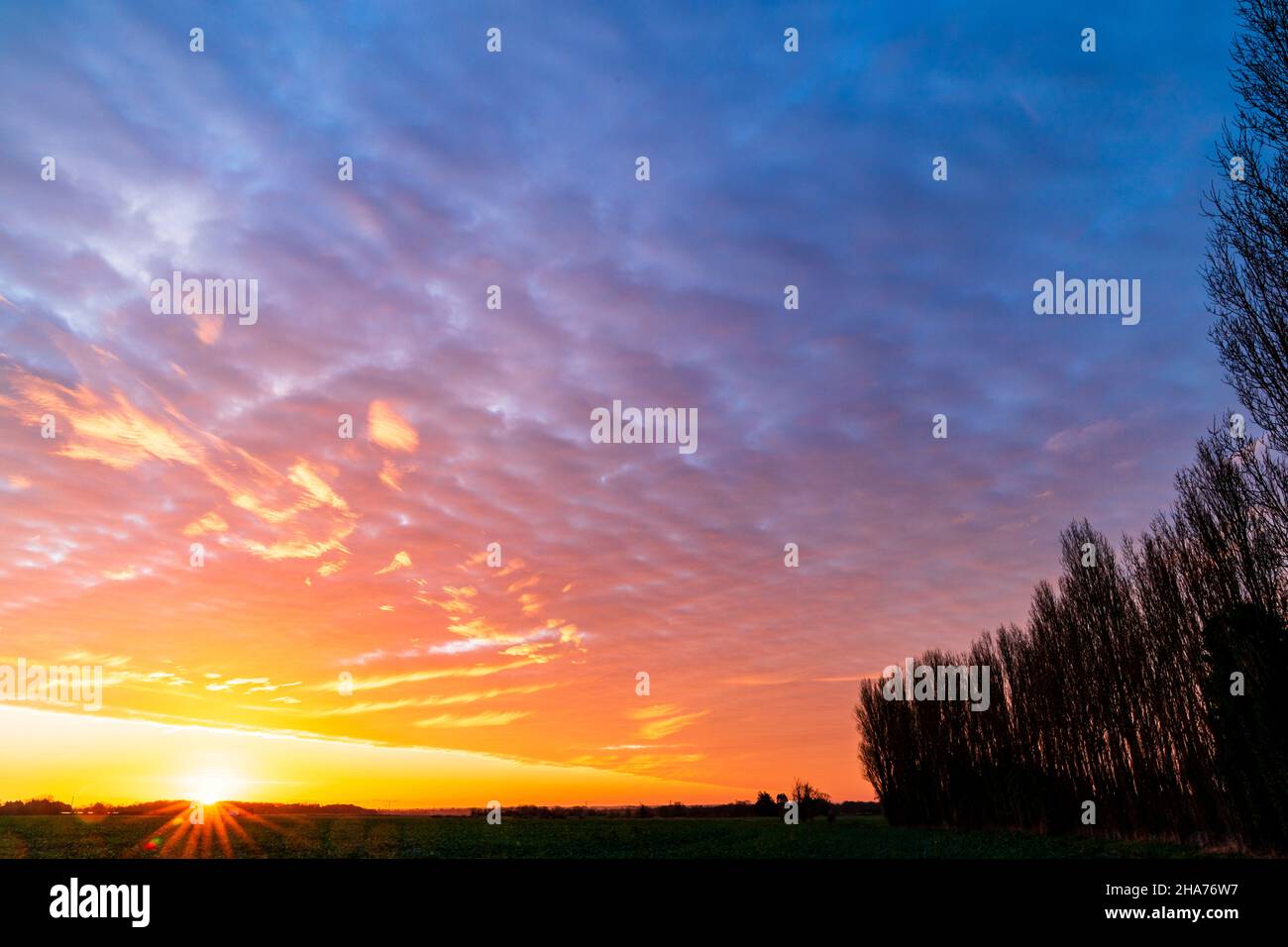 The sunrise over a field and a row of poplar trees. Horizon low in the frame with sky filled with altocumulus stratiformis clouds giving the appearance of the sky being on fire. Stock Photo