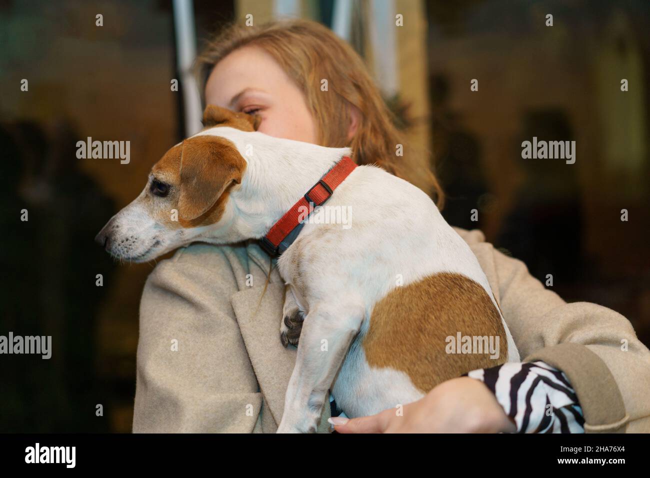 Young Woman Holding A Dog In Her Hands. Dog Put Its Head On Her Shoulder. Stock Photo
