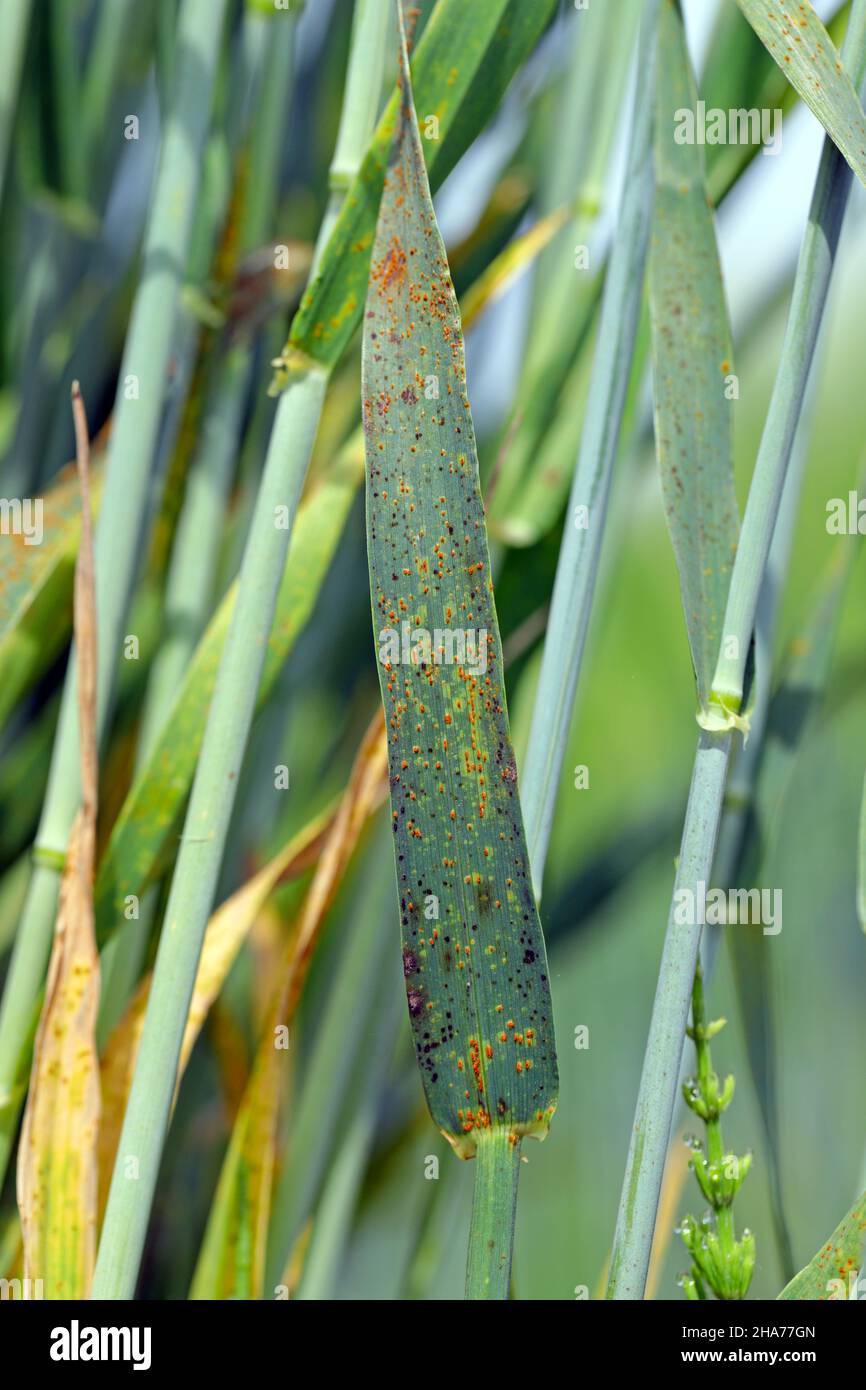 Stem rust, also known as cereal rust, black rust, red rust or red dust, is caused by the fungus Puccinia graminis. Stock Photo