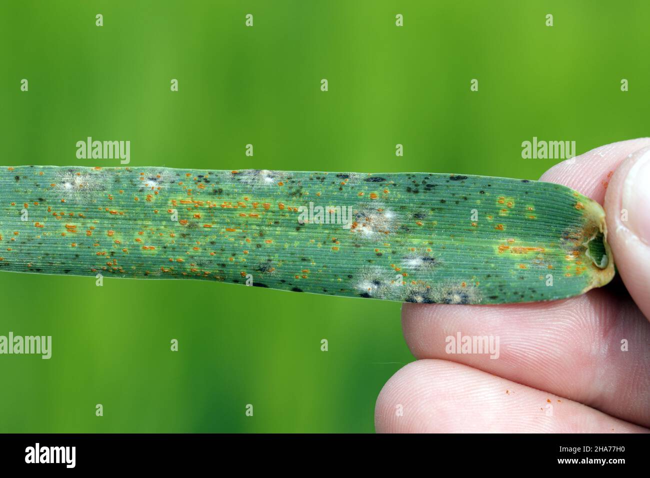 The stem, black, and cereal rusts are caused by the fungus Puccinia graminis and barley powdery mildew or corn mildew caused by Blumeria graminis Stock Photo