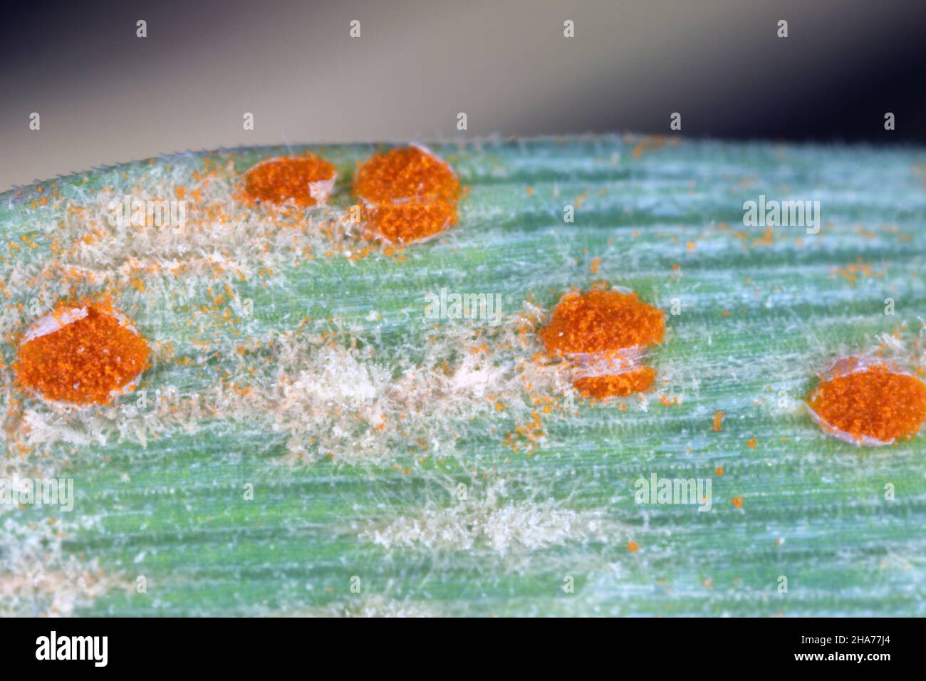 The stem, black, and cereal rusts are caused by the fungus Puccinia graminis and barley powdery mildew or corn mildew caused by Blumeria graminis Stock Photo