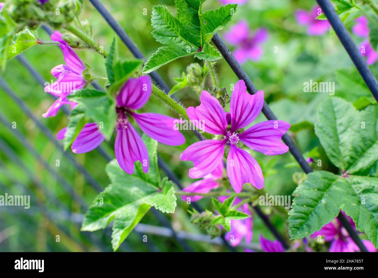 Many delicate pink magenta flowers of Althaea officinalis plant, commonly known as marsh-mallow in a British cottage style garden in a sunny summer da Stock Photo