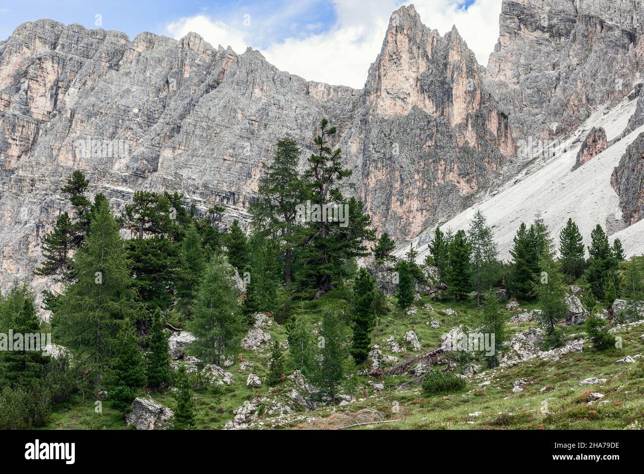 A group of coniferous trees in the Italian Dolomites gorge in Puez-Odle natural park Stock Photo