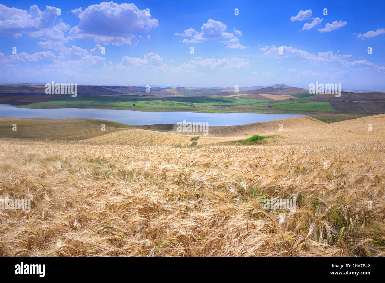 Between Apulia and Basilicata: Lake Basentello ( or Serra del Corvo) surrounded by cultivated hills with cereal fields in Italy. Stock Photo