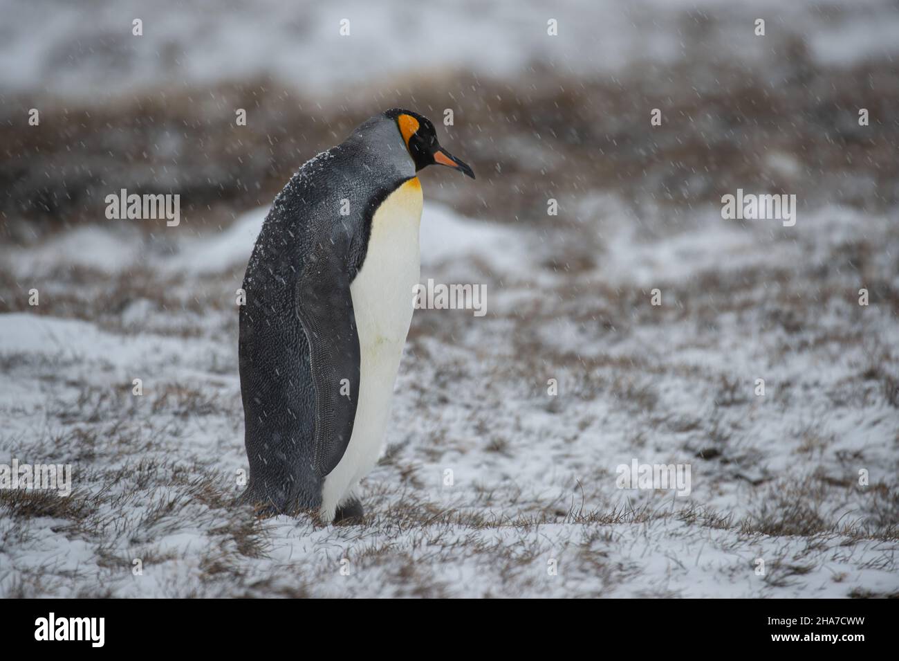 A King Penguin trudges through the snow in hostile conditions in Jason Harbour, South Georgia Stock Photo