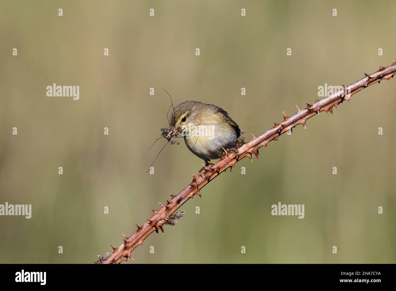 Willow warbler near a nest where it was taking insects to feed chicks. Stock Photo