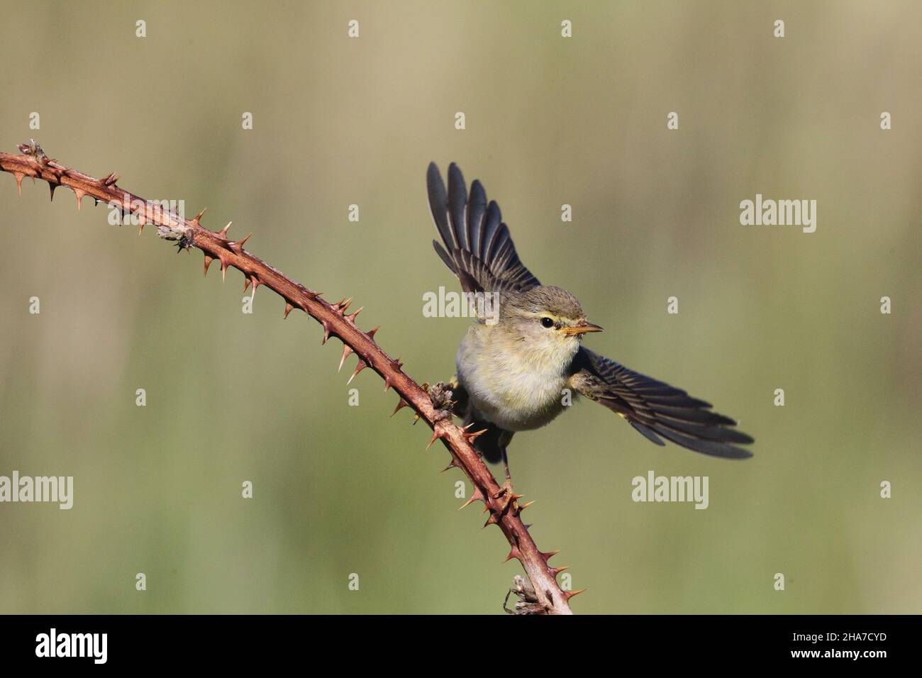 Willow warbler near a nest where it was taking insects to feed chicks. Stock Photo