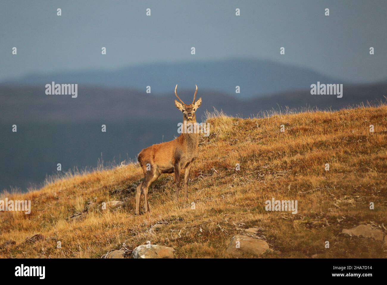After climbing a fair sized hill I came across these young bucks. No where near a challenge for dominance, but could witness a large stag and his does. Stock Photo