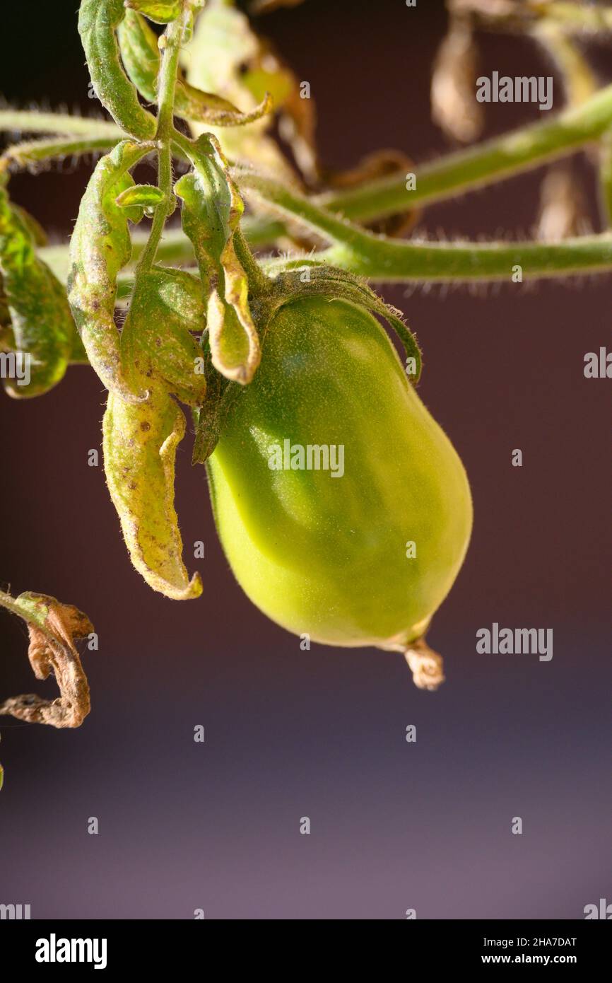 Still green tomatoes ripening on the vine in late summer Stock Photo ...
