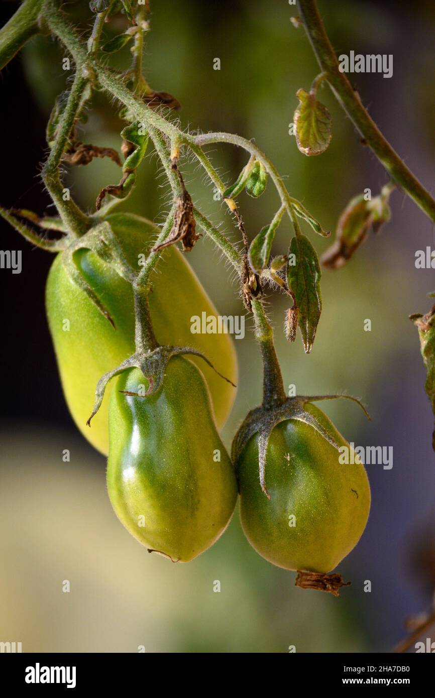 Still green tomatoes ripening on the vine in late summer Stock Photo ...