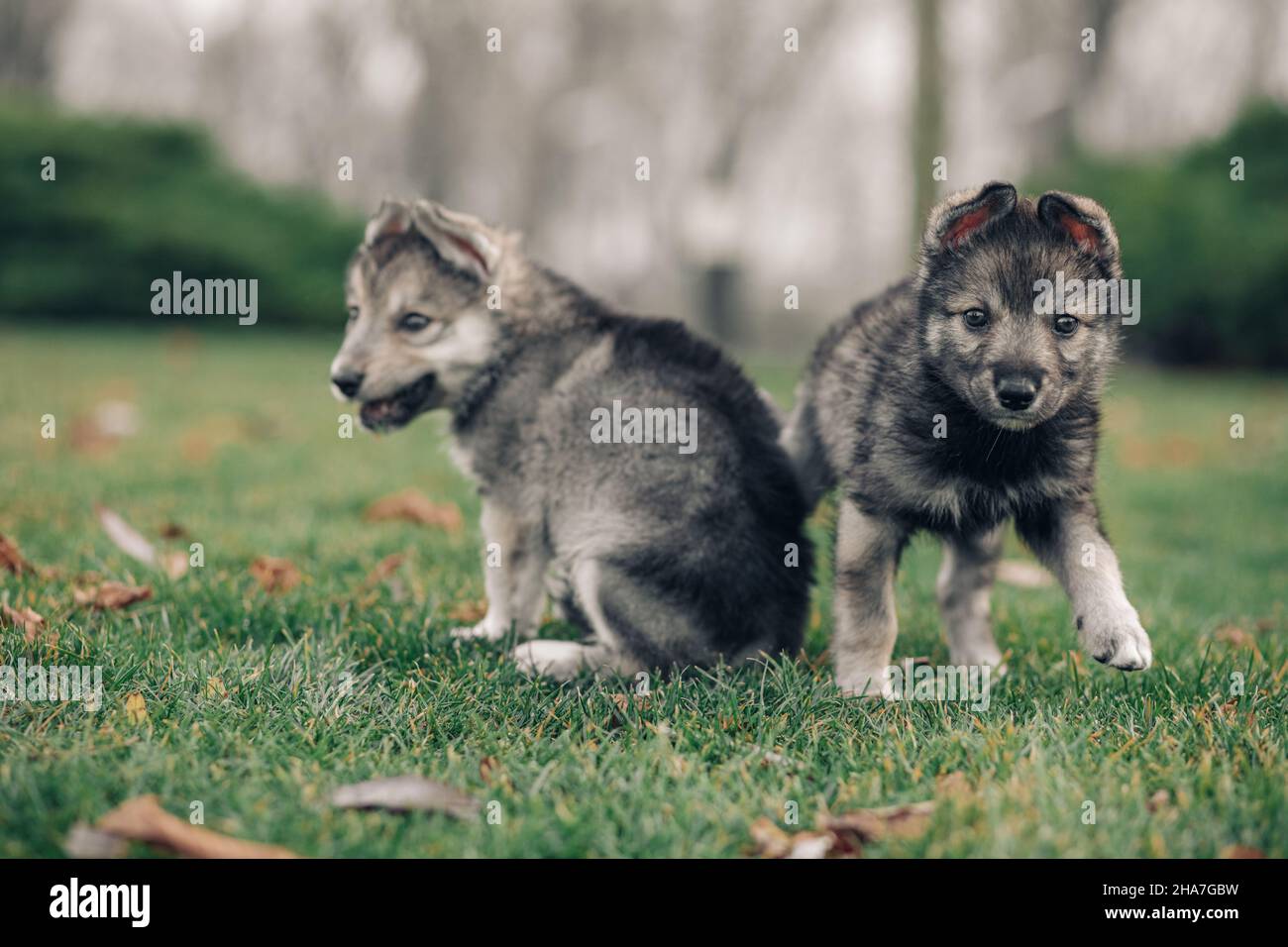 Two small wolf-like puppies are playing on green grass on the lawn. Stock Photo