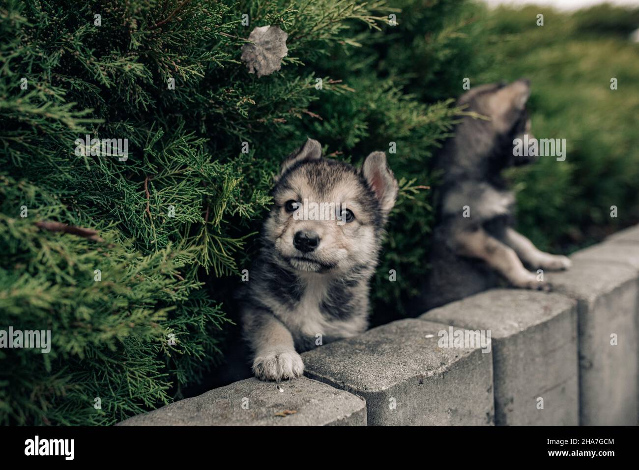 Two small wolf-like puppies are playing among juniper near sidewalk. Stock Photo