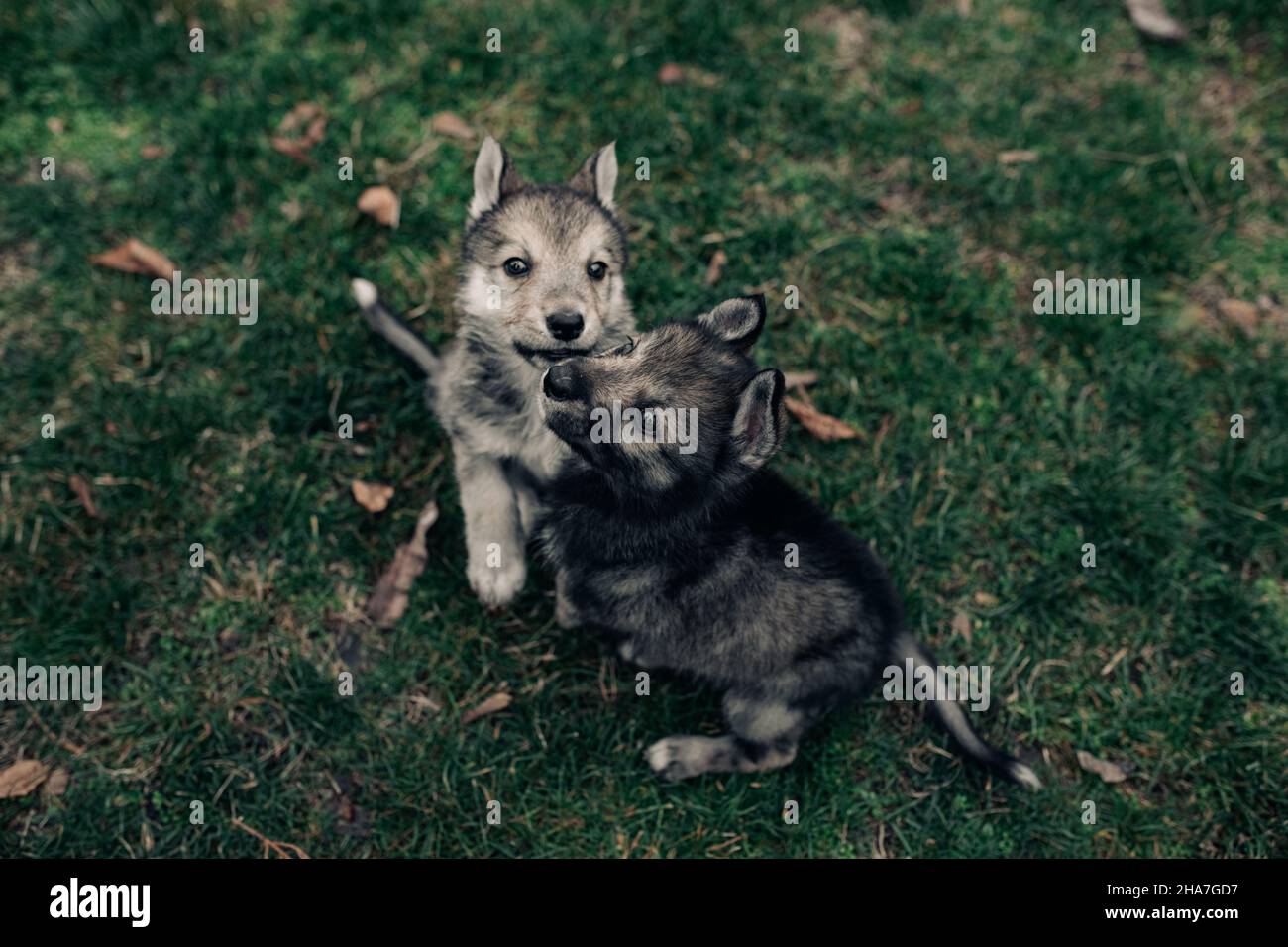 Two small wolf-like puppies are playing on green grass on the lawn. Stock Photo