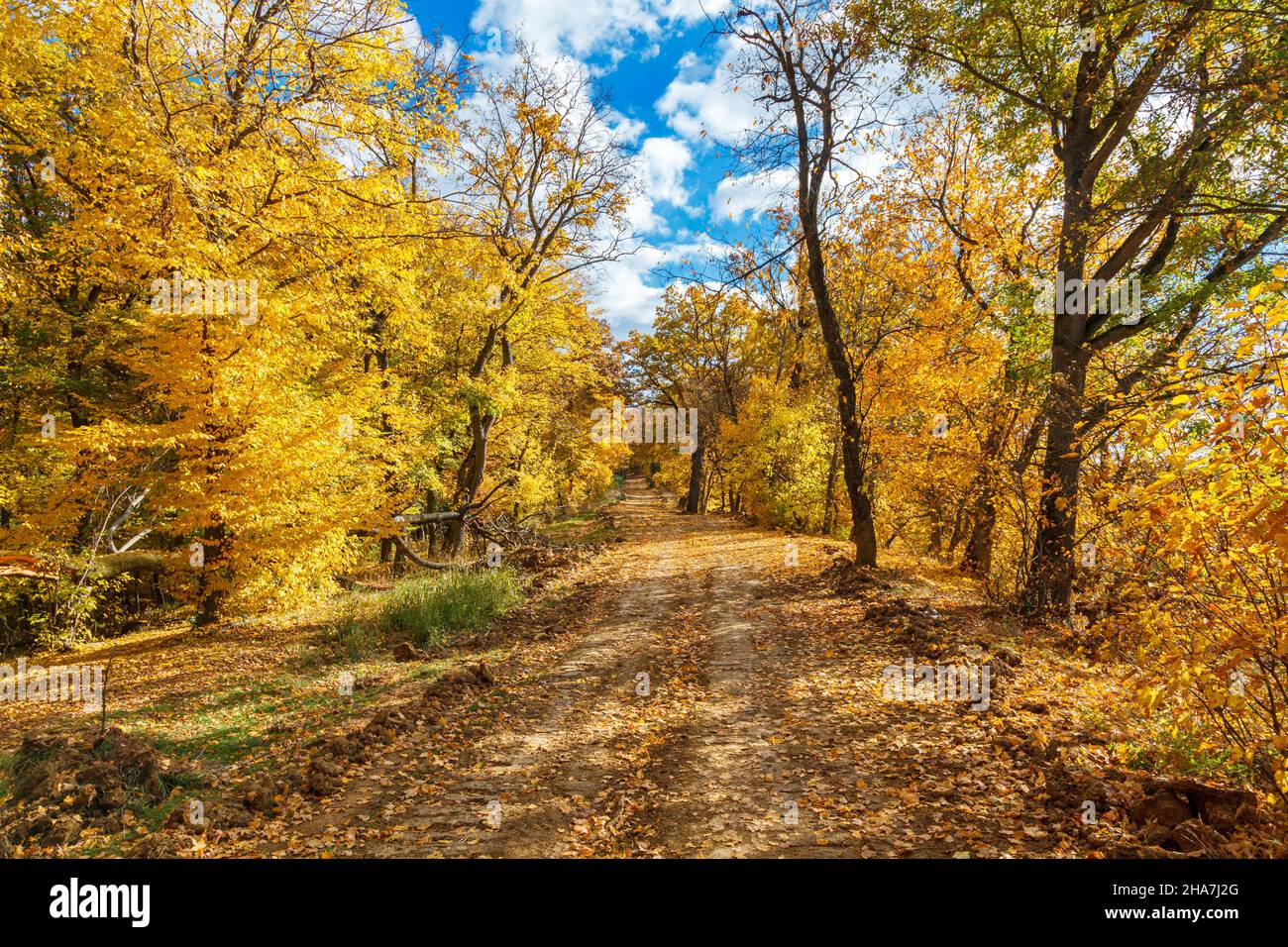 Landscape of colorful trees in an autumn park Stock Photo - Alamy