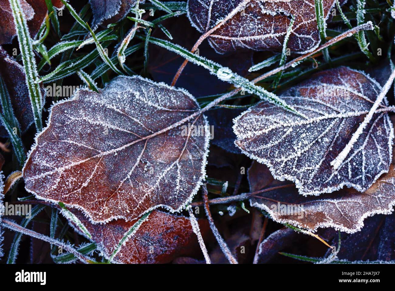 View of leaves on the grass in the winter. Frost Stock Photo