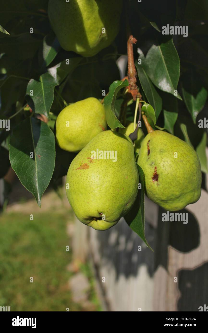 Lush green pears ripening on the fruit tree in the bright sun Stock ...