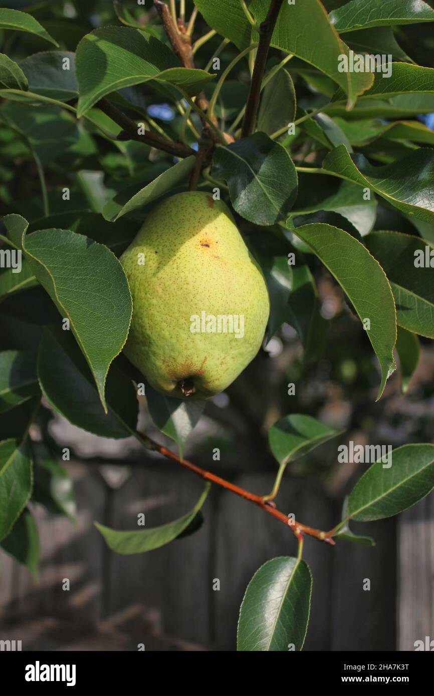 Lush green pears ripening on the fruit tree in the bright sun Stock ...