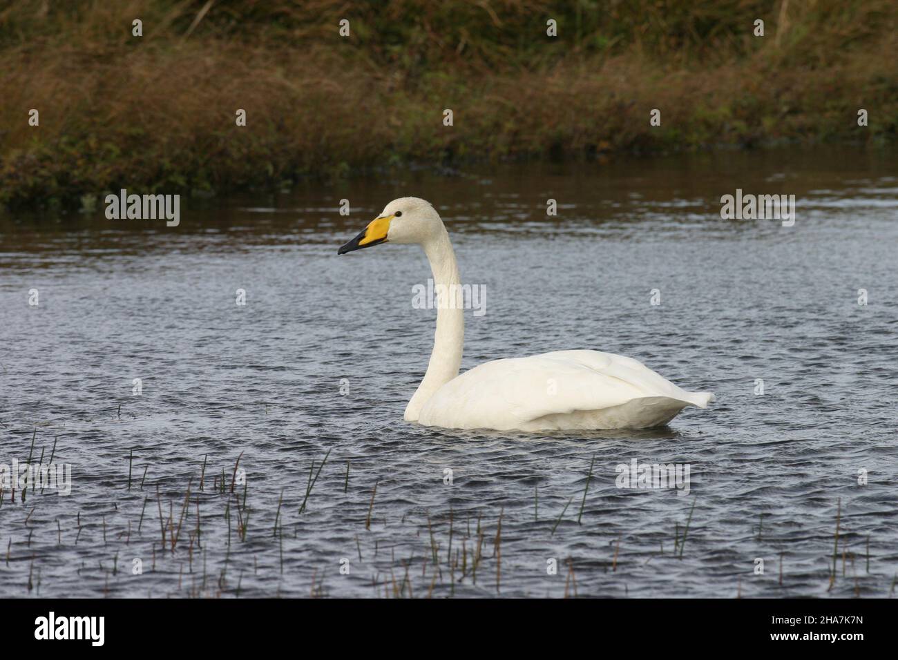 These images are of early nesting whooper swans in the UK.  A few now remain in the Outer Hebrides to breed and are resident! Stock Photo