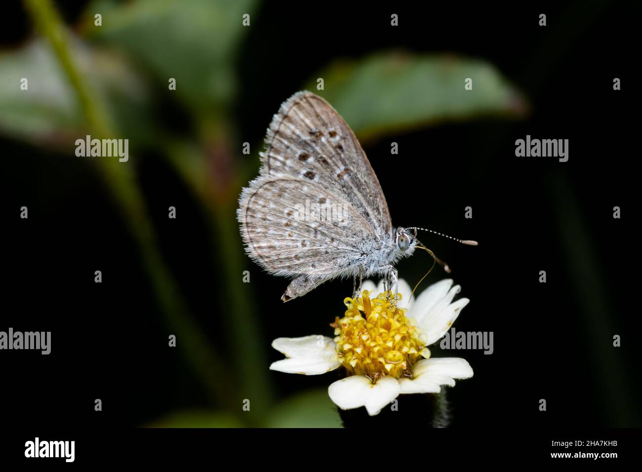 Grass blue butterfly getting nectar from Tridax flower. Details of butterfly tongue and wing scales pattern. Used selective focus. Stock Photo