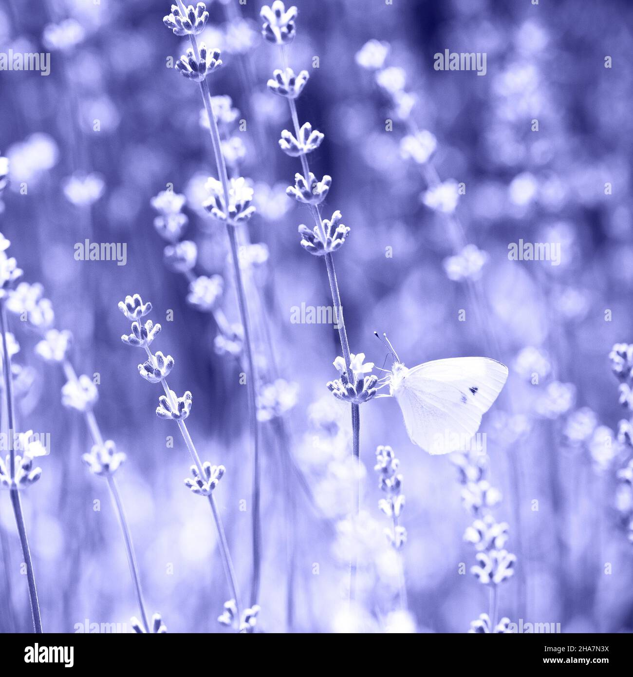 Beautiful detail of a lavender field with butterfly. Color toned image.  Color of 2022 year, very peri Stock Photo - Alamy