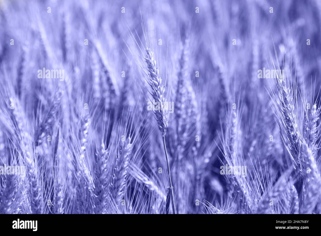 Young wheat., Color of 2022 year, very peri, violet Stock Photo