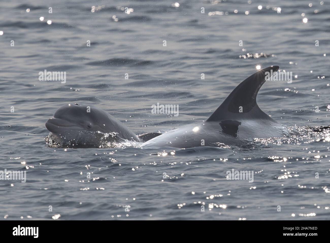 Neonate Bottlenose dolphin swims alongside its mother at Chanonry Point, in the Scottish Highlands. Stock Photo