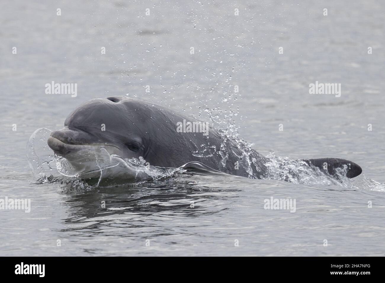Young Bottlenose dolphin off the Scottish coast. Stock Photo