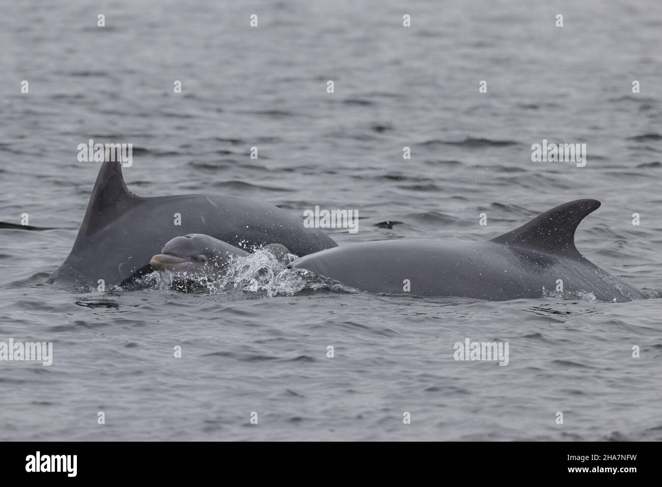 Neonate Bottlenose dolphin (approx 1 week old) chaperoned by two adult dolphins. Stock Photo