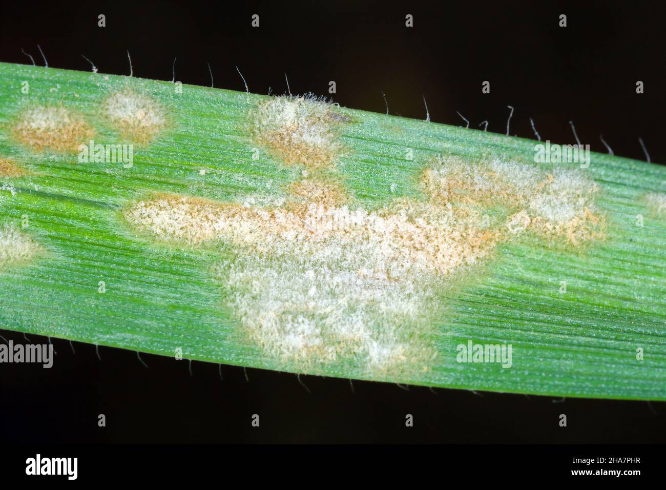 Barley powdery mildew or corn mildew caused by the fungus Blumeria graminis is a significant disease affecting cereal crops. Stock Photo