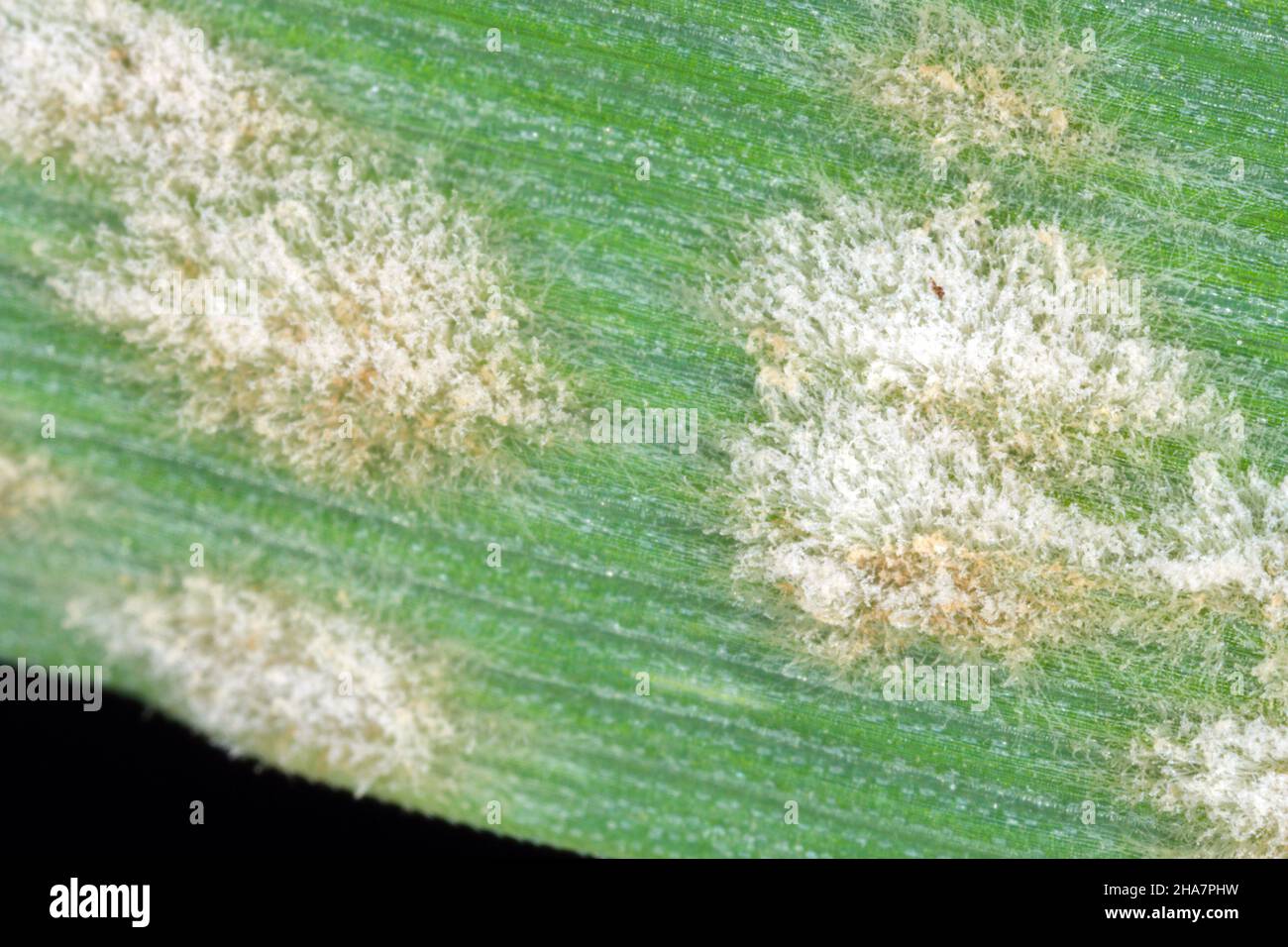Barley powdery mildew or corn mildew caused by the fungus Blumeria graminis is a significant disease affecting cereal crops. Stock Photo
