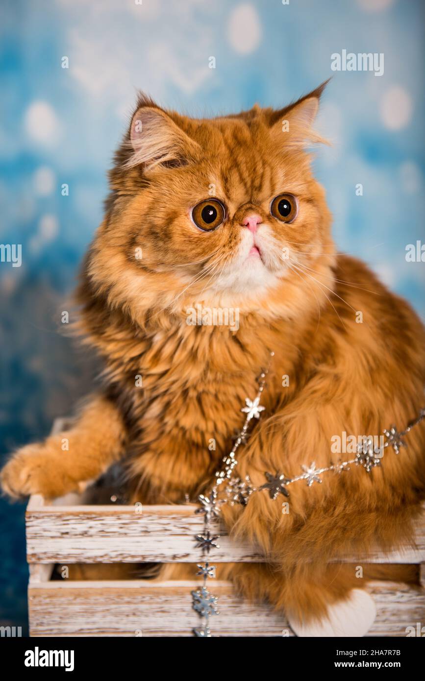 Cute Persian cat on a blue Christmas background with snow Stock Photo