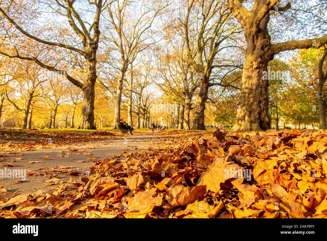 Green Park with a fall of leaves in the autumn Stock Photo - Alamy
