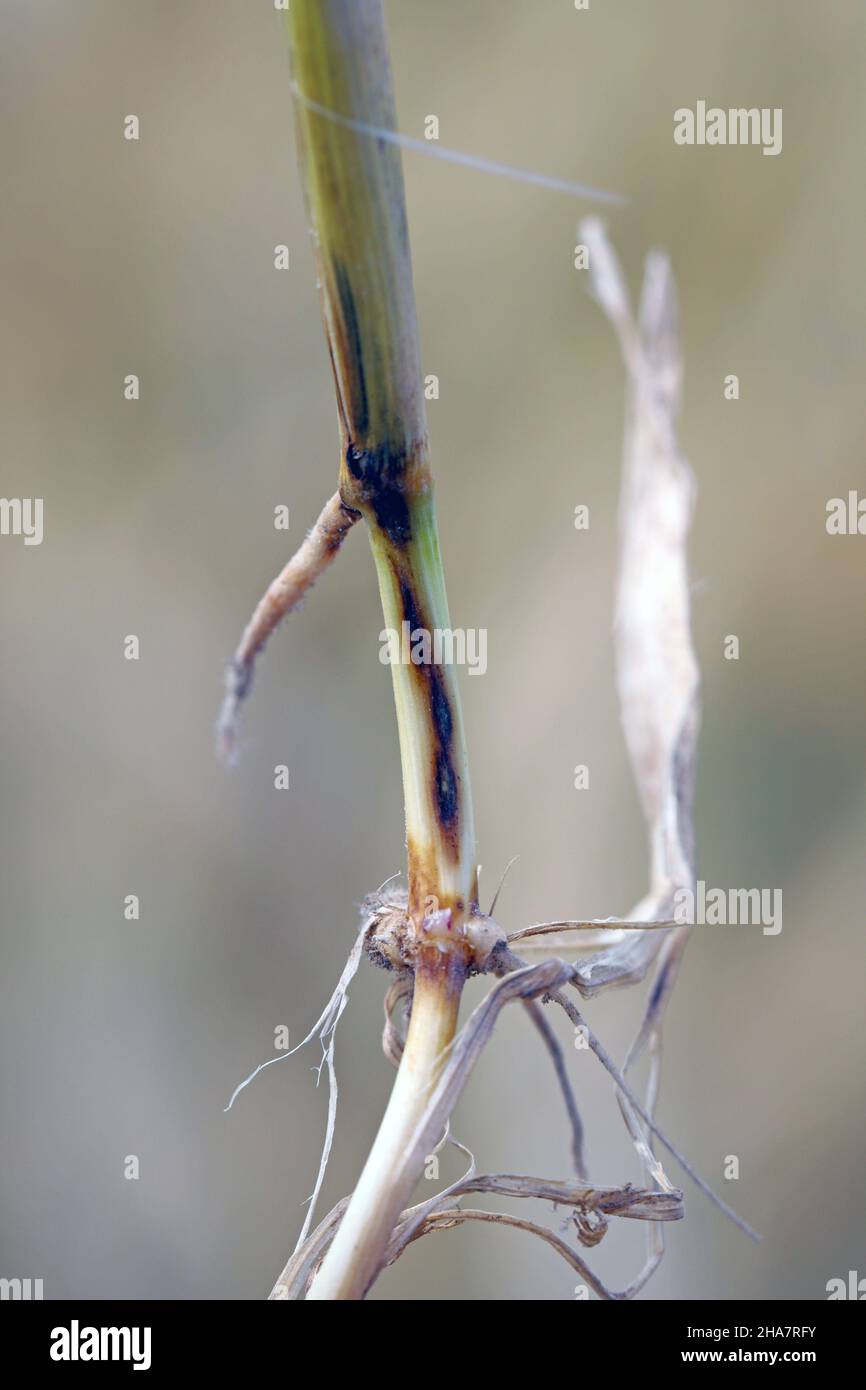 The take-all fungus, Gaeumannomyces graminis (ascomycota), is a major root-rot pathogen of cereals and grasses. It is most damaging wheat and barley Stock Photo