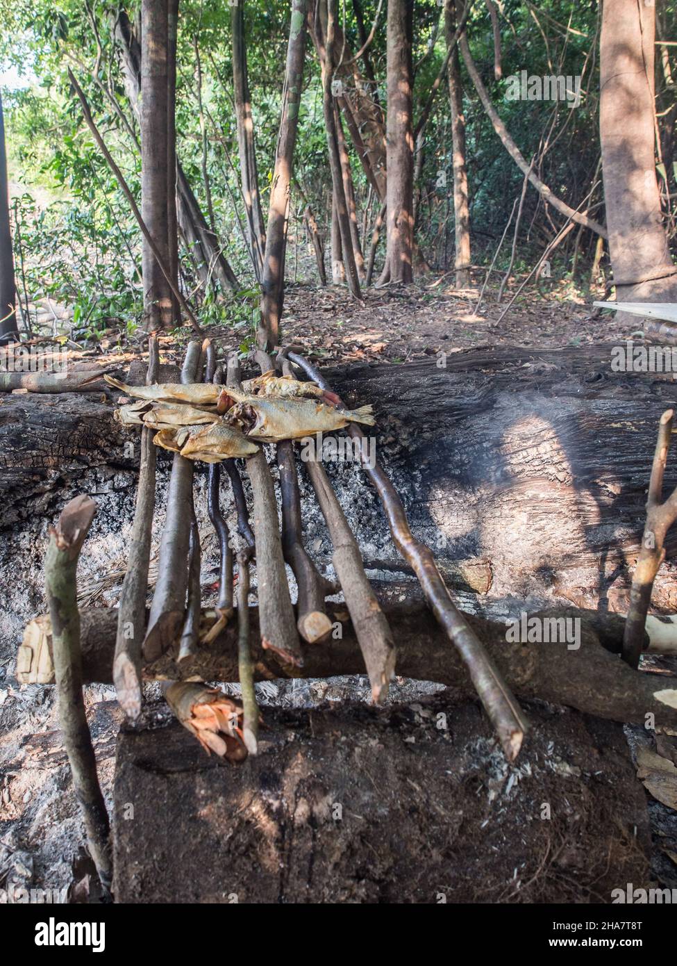 Lagoon, Brazil .Grilling fish a fireplece on the camp in the amazons jungle. Amazonia. Latin America. Stock Photo