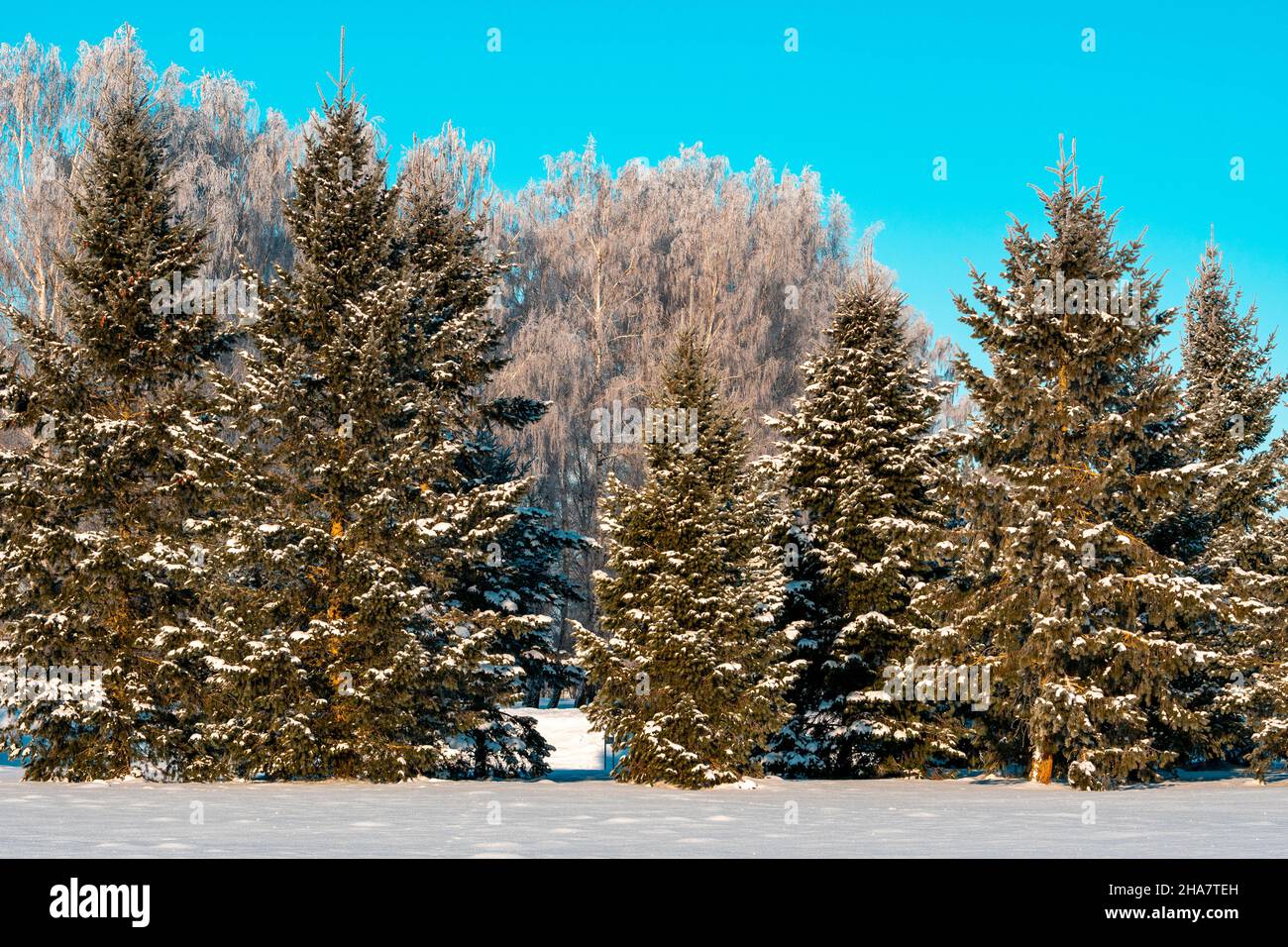 Beautiful winter landscape with snow covered fir trees Stock Photo - Alamy