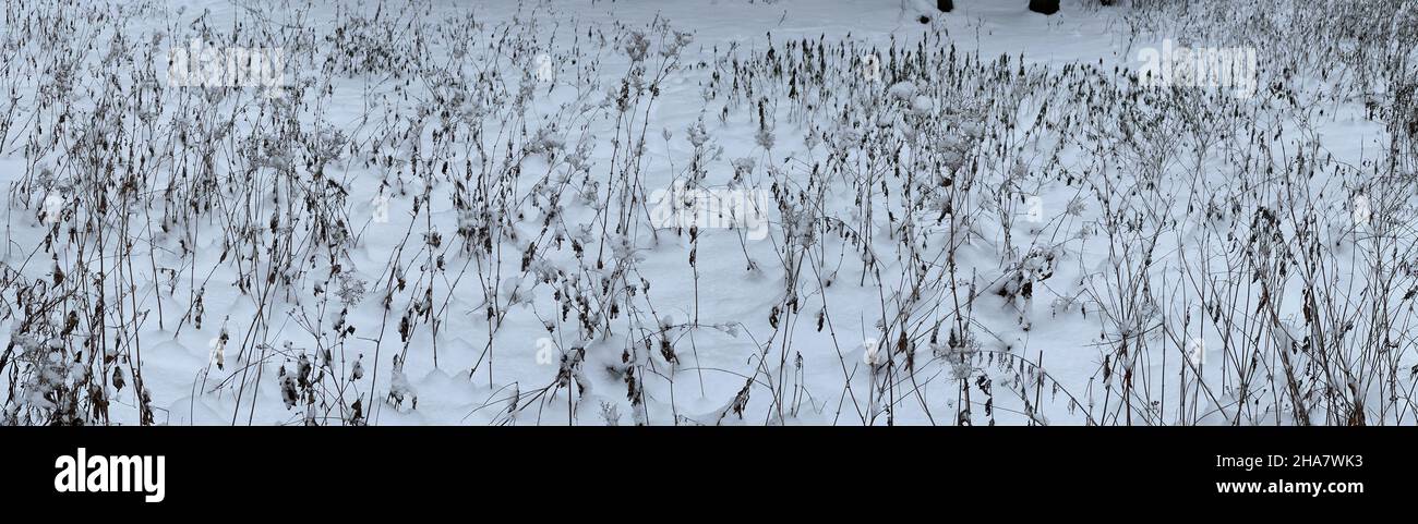 Panoramic image of snow-covered dry grass, dry stems of grass and flowers under the snow, no one in the park, peace and tranquility Stock Photo