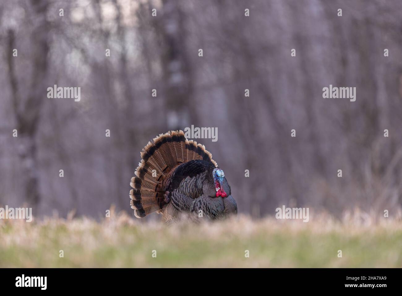 Jake wild turkey in northern Wisconsin Stock Photo Alamy