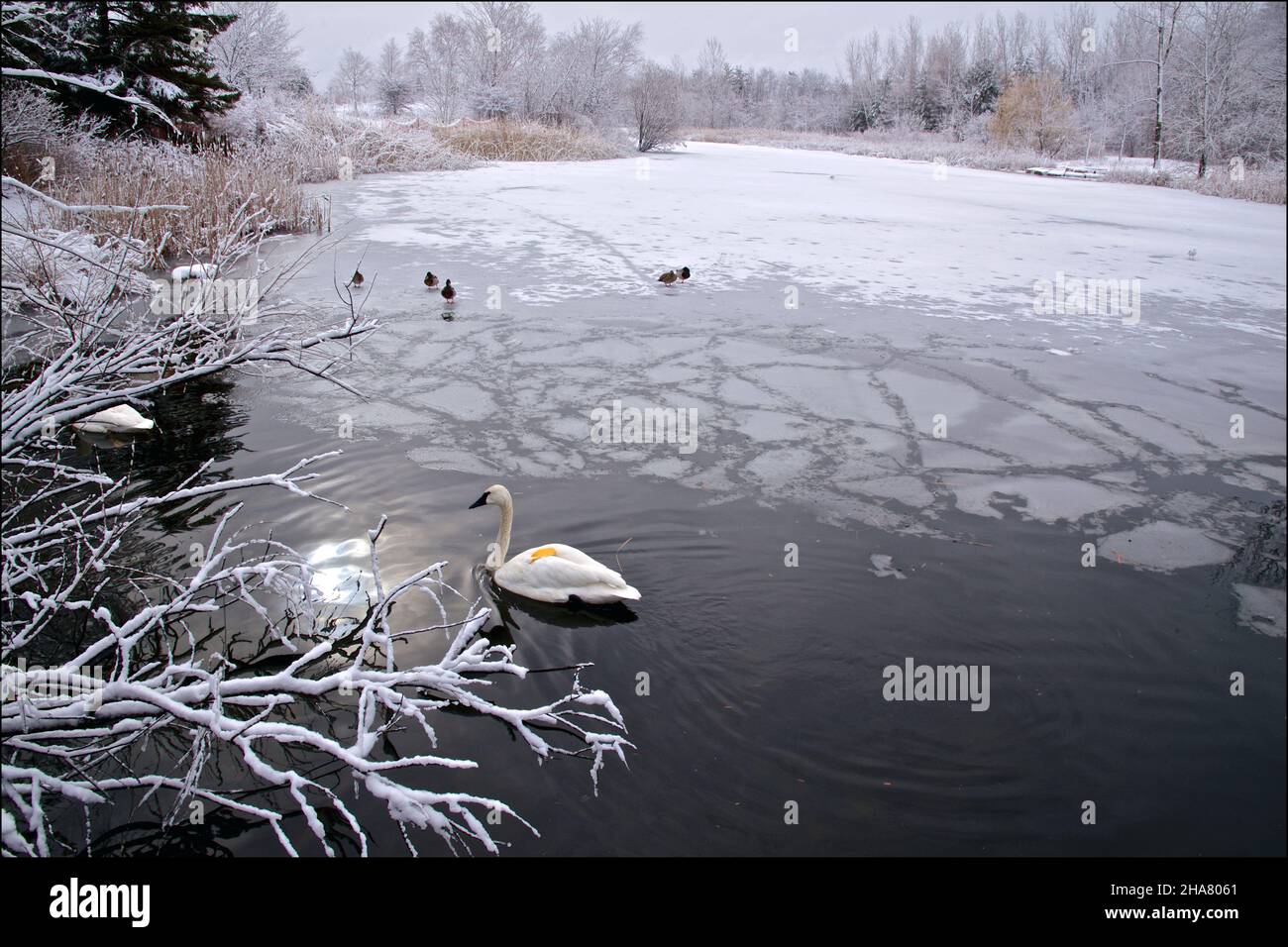 Swan swimming in the frozen lake in winter Stock Photo Alamy